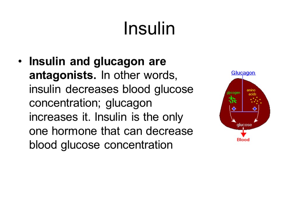 Insulin Insulin and glucagon are antagonists. In other words, insulin decreases blood glucose concentration;